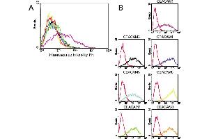 Fig. (CEACAM1 antibody)