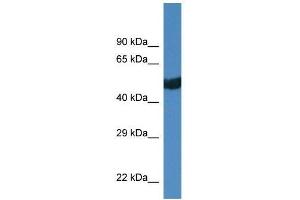 Western Blot showing Thra antibody used at a concentration of 1. (THRA antibody  (C-Term))