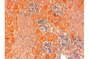 Immunohistochemistry of Rabbit Anti-Delta1 antibody.