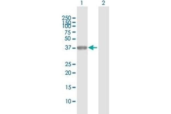 POU6F1 antibody  (AA 1-301)
