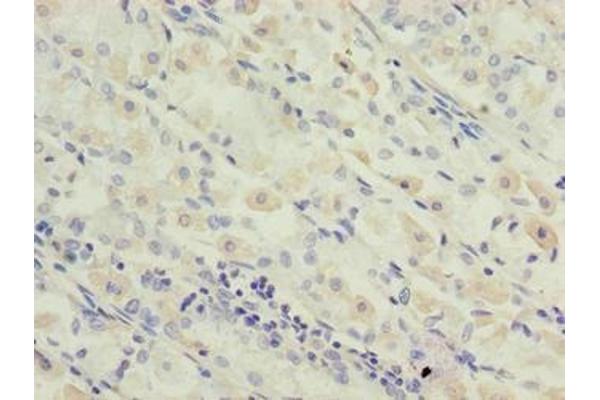 OXSM antibody  (AA 78-345)
