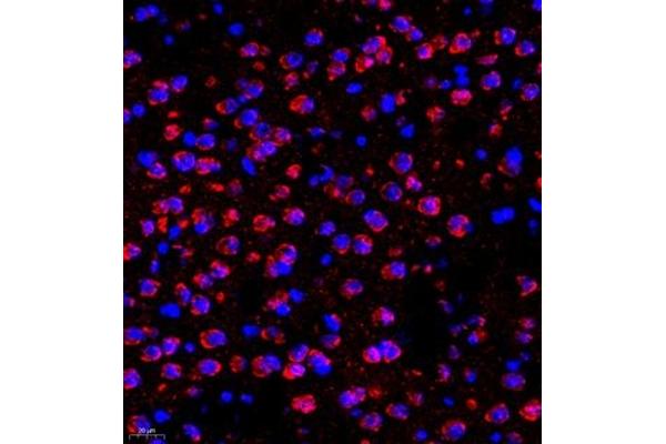 SHF antibody