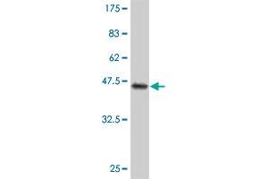 Western Blot detection against Immunogen (46. (CYGB antibody  (AA 1-190))