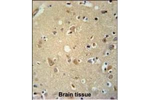 P2RX7 Antibody (C-term) (ABIN651861 and ABIN2840427) immunohistochemistry analysis in formalin fixed and paraffin embedded human brain tissue followed by peroxidase conjugation of the secondary antibody and DAB staining. (P2RX7 antibody  (AA 563-592))