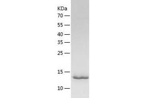 Western Blotting (WB) image for FXYD Domain Containing Ion Transport Regulator 5 (FXYD5) (AA 22-145) protein (His tag) (ABIN7123022) (FXYD5 Protein (AA 22-145) (His tag))