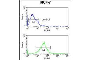 Flow cytometric analysis of MCF-7 cells (bottom histogram) compared to a negative control cell (top histogram). (SNRPD3 antibody  (C-Term))