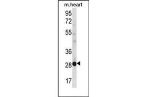 Western blot analysis of NCCRP1 Antibody (C-term) in mouse heart tissue lysates (35ug/lane). (NCCRP1 antibody  (C-Term))