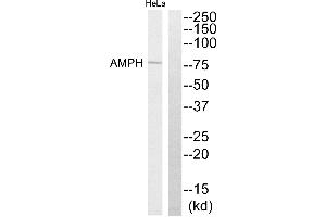 Western blot analysis of extracts from HeLa cells, using AMPH antibody. (Amphiphysin antibody)