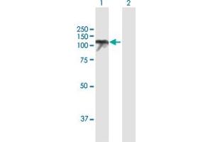 Western Blot analysis of USP10 expression in transfected 293T cell line by USP10 MaxPab polyclonal antibody. (USP10 antibody  (AA 1-798))