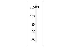 LTBP1 antibody  (C-Term)