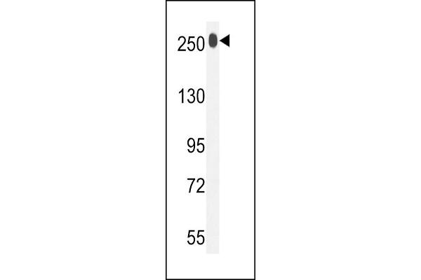 LTBP1 antibody  (C-Term)