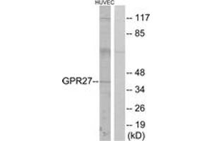 Western Blotting (WB) image for anti-G Protein-Coupled Receptor 27 (GPR27) (AA 181-230) antibody (ABIN2890871) (GPR27 antibody  (AA 181-230))