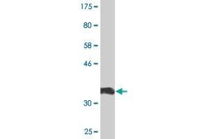 PREP antibody  (AA 611-710)