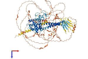 AlphaFold protein structure predicition of Mouse Recombinant Micall2 Protein, UniprotID Q3TN34 (MICALL2 Protein (AA 1-1009) (His tag))