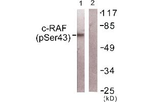 Western blot analysis of extracts from NIH/3T3cells, using c-RAF (Phospho-Ser43) antibody. (RAF1 antibody  (pSer43))