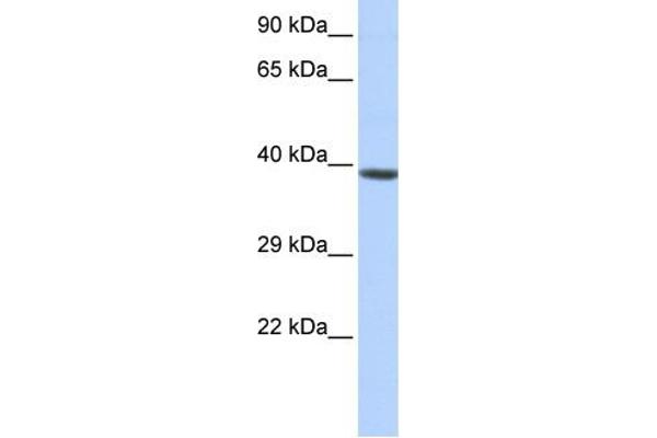 HOXA2 Antikörper  (Middle Region)