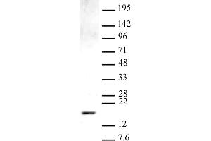 Histone H3 monomethyl Lys9 antibody (pAb) tested by Western blot. (Histone 3 antibody  (meLys9))