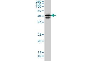 GATA2 monoclonal antibody (M05), clone 1A5 Western Blot analysis of GATA2 expression in Hela S3 NE . (GATA2 antibody  (AA 1-102))