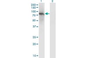 Western Blot analysis of ZNF41 expression in transfected 293T cell line by ZNF41 monoclonal antibody (M01), clone 4E9.