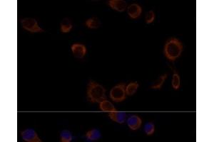 Immunofluorescence analysis of NIH/3T3 cells using Caspase-9 Polyclonal Antibody at dilution of 1:100. (Caspase 9 antibody)