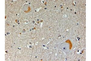 ABIN2561558 (4µg/ml) staining of paraffin embedded Human Brain. (NOS1AP antibody  (N-Term))
