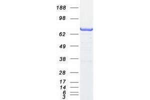 Western Blotting (WB) image for rho GTPase Activating Protein 25 (ARHGAP25) (Transcript Variant 2) protein (Myc-DYKDDDDK Tag) (ABIN2714879)