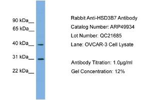 WB Suggested Anti-HSD3B7  Antibody Titration: 0. (HSD3B7 antibody  (Middle Region))