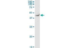 TEKT2 monoclonal antibody (M02), clone 2H4. (TEKT2 antibody  (AA 1-99))