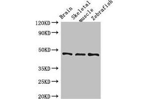 Western Blot Positive WB detected in: Mouse brain tissue, Mouse skeletal muscle tissue, Zebrafish tissue All lanes: BMP4 antibody at 3 μg/mL Secondary Goat polyclonal to rabbit IgG at 1/50000 dilution Predicted band size: 47 kDa Observed band size: 47 kDa (BMP4 antibody  (AA 303-408))