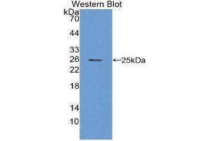 Western Blotting (WB) image for anti-Insulin-Like Growth Factor Binding Protein 1 (IGFBPI) (AA 36-235) antibody (ABIN2119002) (IGFBPI antibody  (AA 36-235))