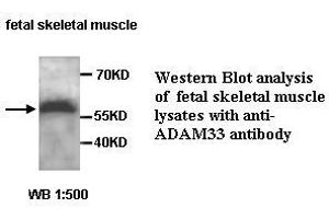 Image no. 1 for anti-ADAM Metallopeptidase Domain 33 (ADAM33) antibody (ABIN1574465) (ADAM33 antibody)