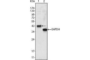 Western blot analysis using WNT10B mouse mAb against Hela cell lysate (1). (WNT10B antibody)