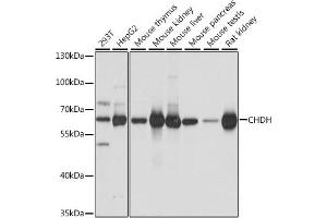 Western blot analysis of extracts of various cell lines, using CHDH antibody (ABIN7266341) at 1:1000 dilution. (CHDH antibody  (AA 245-594))