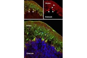 Expression of mGluR5 in rat cerebellum - Immunohistochemical staining of perfusion-fixed frozen rat cerebellum sections using Anti-mGluR5 (extracellular) Antibody (ABIN7043250, ABIN7044332 and ABIN7044333), (1:50). (Metabotropic Glutamate Receptor 5 antibody  (Extracellular))