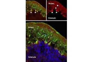 Expression of mGluR5 in rat cerebellum - Immunohistochemical staining of perfusion-fixed frozen rat cerebellum sections using Anti-mGluR5 (extracellular) Antibody (ABIN7043250, ABIN7044332 and ABIN7044333), (1:50). (Metabotropic Glutamate Receptor 5 antibody  (Extracellular, N-Term))