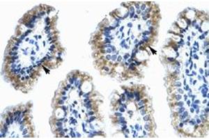 Immunohistochemical staining (Formalin-fixed paraffin-embedded sections) of human intestine with ANXA4 polyclonal antibody  at 4-8 ug/mL working concentration.