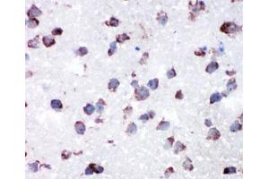 IHC-P: Cytochrome C antibody testing of rat lung tissue (Cytochrome C antibody  (AA 91-105))