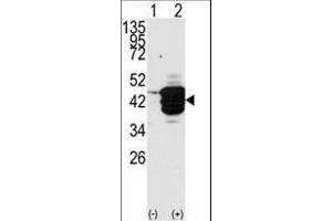 Western blot analysis of HDAC11 (arrow) using HDAC11 Antibody (N-term) (ABIN387964 and ABIN2844702). (HDAC11 antibody  (N-Term))