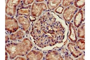 Immunohistochemistry of paraffin-embedded human kidney tissue using ABIN7153101 at dilution of 1:100 (FOXQ1 antibody  (AA 10-123))