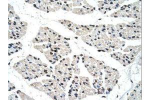 Image no. 1 for anti-RNA-binding protein Raly (RALY) (C-Term) antibody (ABIN203403) (Raly antibody  (C-Term))