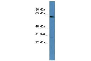 KRT3 antibody used at 0. (Keratin 3 antibody  (C-Term))