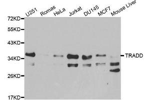 Western blot analysis of extracts of various cell lines, using TRADD antibody. (TRADD antibody)