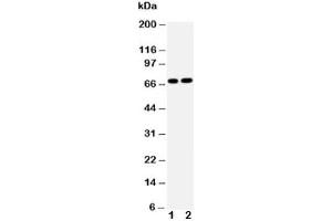Western blot testing of Lamin B2 antibody and Lane 1:  HeLa