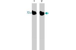 Western blot of activated mouse recombinant LIMK1untreated (lane 1) or treated with lambda phosphatase (lane 2). (LIM Domain Kinase 1 antibody  (C-Term))