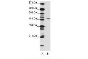 Image no. 1 for anti-Zinc finger protein ubi-d4 (DPF2) (N-Term) antibody (ABIN202412) (DPF2 antibody  (N-Term))