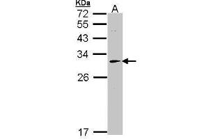 WB Image Sample (30 ug of whole cell lysate) A: Hep G2 , 12% SDS PAGE antibody diluted at 1:1000 (HAGH antibody)