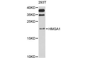 Western blot analysis of extracts of 293T cells, using HMGA1 antibody. (HMGA1 antibody)
