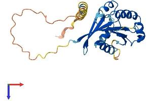 AlphaFold protein structure predicition of Mouse Recombinant Arl10 Protein, UniprotID Q9QXJ4 (ARL10 Protein (AA 1-243) (His tag))