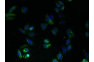 Immunofluorescent analysis of HepG2 cells using ABIN7153363 at dilution of 1:100 and Alexa Fluor 488-congugated AffiniPure Goat Anti-Rabbit IgG(H+L) (GPRC5B antibody  (AA 293-403))