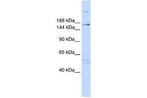 Western Blotting (WB) image for anti-Arginine-Glutamic Acid Dipeptide (RE) Repeats (RERE) antibody (ABIN2458350) (RERE antibody)